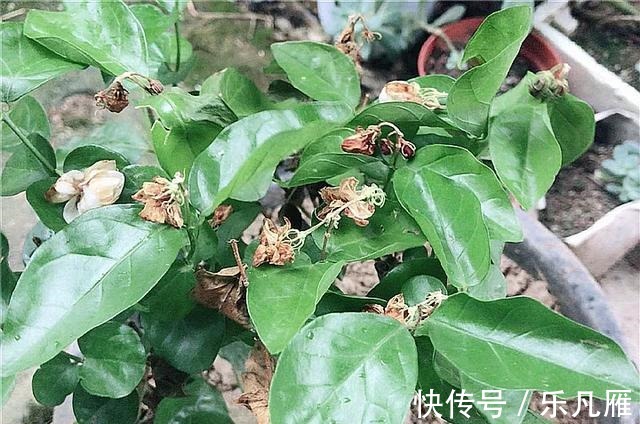 养花技巧快死的花,剪一刀立马活,还能再开花!