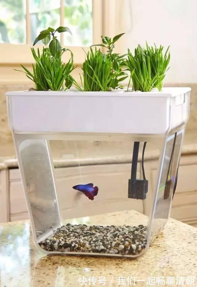 花都|把这些东西倒进花盆里,家里的花都长疯了!