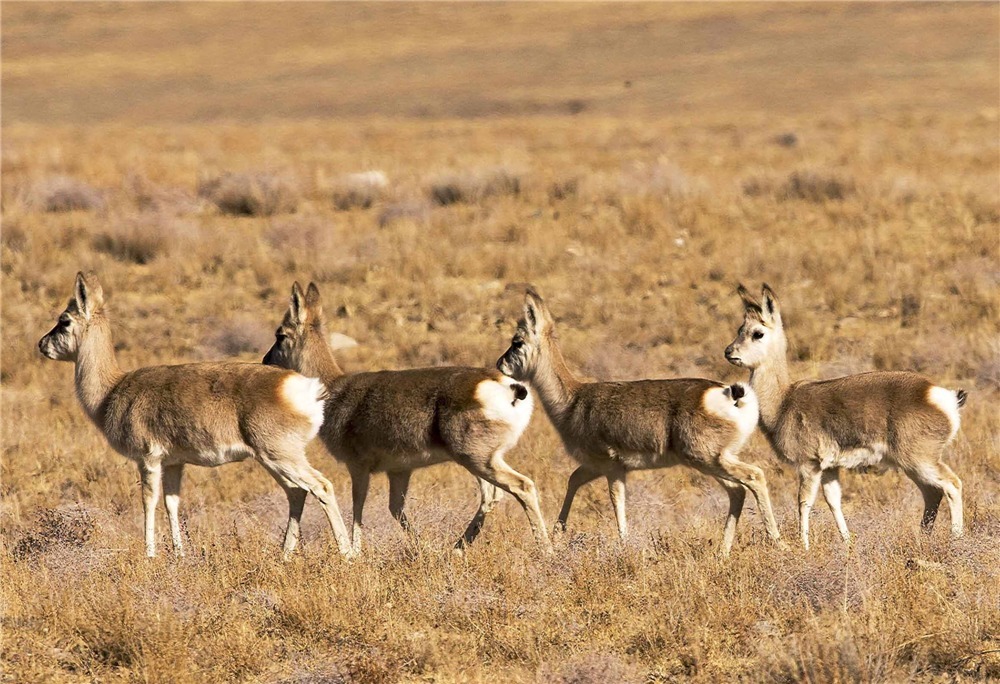 活动|可可西里一呆萌动物,母的一般单独生活,公的却喜欢成群结队活动