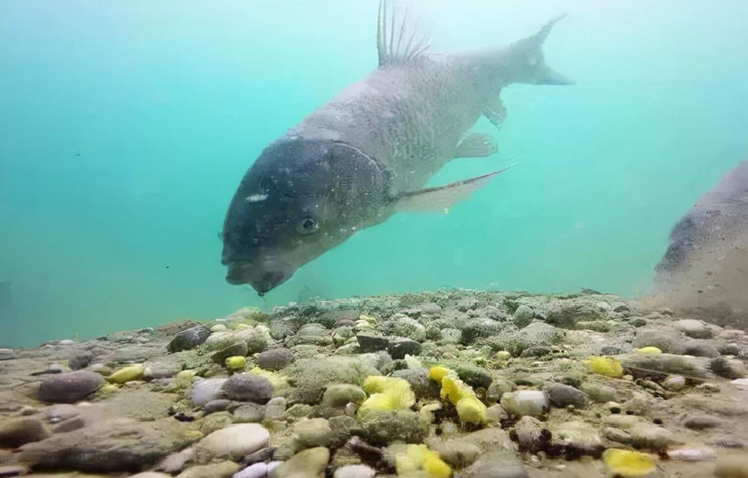 1：1.12，铅皮和浮漂的最佳配比，这个数字是怎么出来的