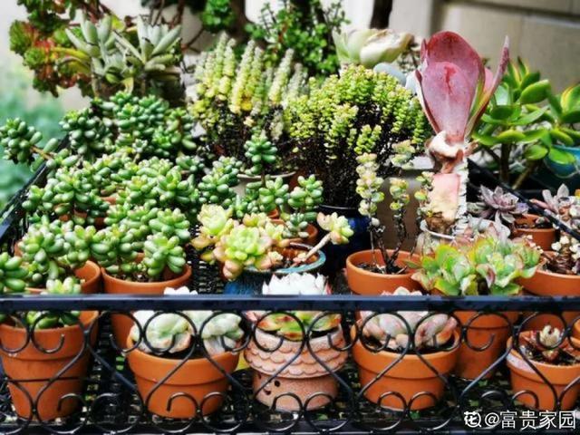 家里养盆虎皮兰，小花盆、挤着养，疯狂开花爆小崽！