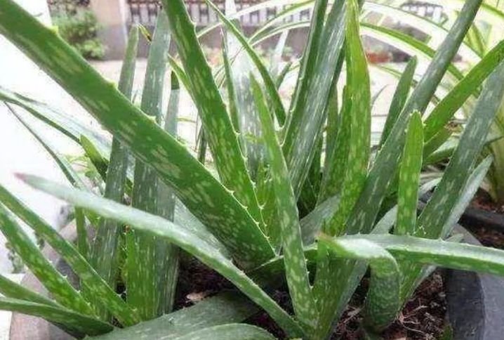 4种花很漂亮，好养易活能爆盆，花色艳丽，花开枝繁叶茂