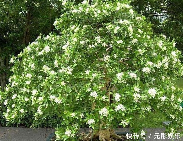 夏季最适合养的花,此花我国最香,花开180天,净化空气比绿萝强