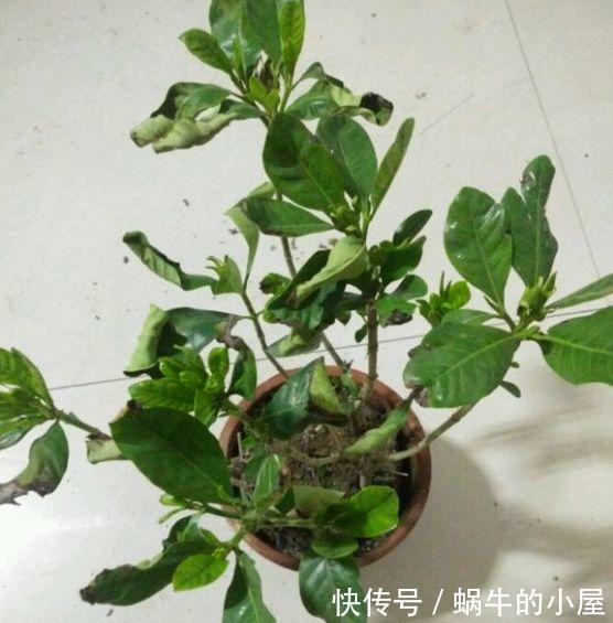 烂根|夏天养花,就怕乱浇水,越浇死得越快,酷夏浇花技巧,要记牢