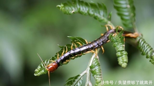 有一种草,打着蜈蚣的旗号,却有意想不到的功效!