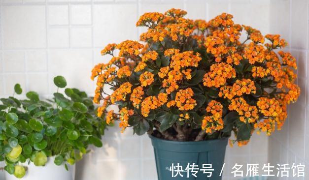 养花的土壤板结?加上4种东西,土壤疏松有劲,养啥都省心