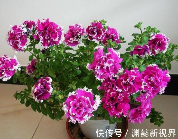 半阴通风|盆栽矮牵牛,记住3个小细节,株型大10倍,1棵开花200朵,美