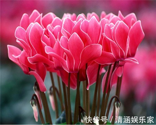 残枝|仙客来夏季容易枯死教你仙客来度夏的3个妙招,别说没提醒