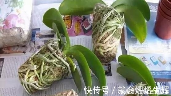 花卉换盆时,这些没做好,就等于白换了