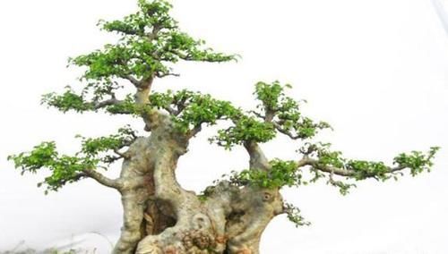 材料|树桩盆景成活以后,树桩材料如何加快苍老速度?有哪些操作要领?