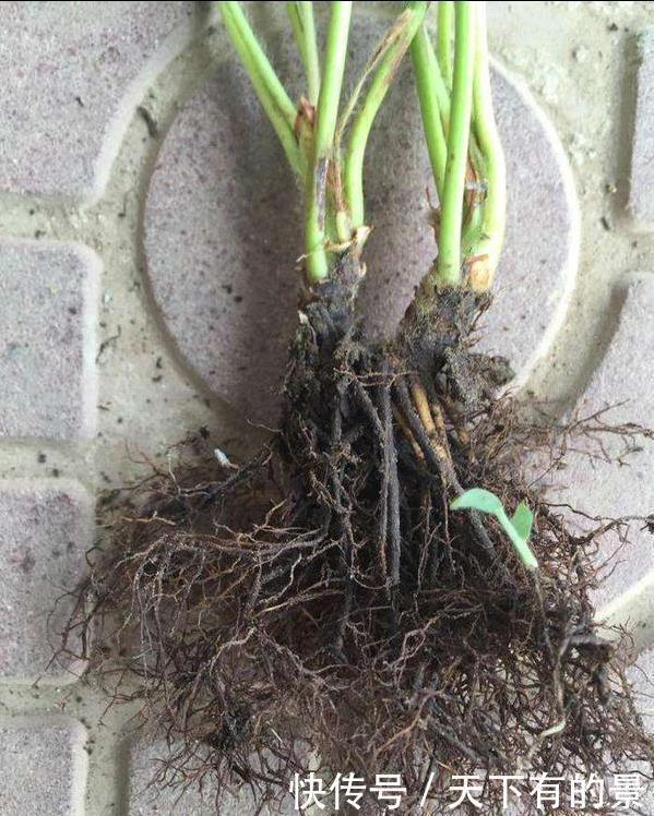 信号|养花,不懂4个烂根“信号”,不被你“养死”,还不知道原因