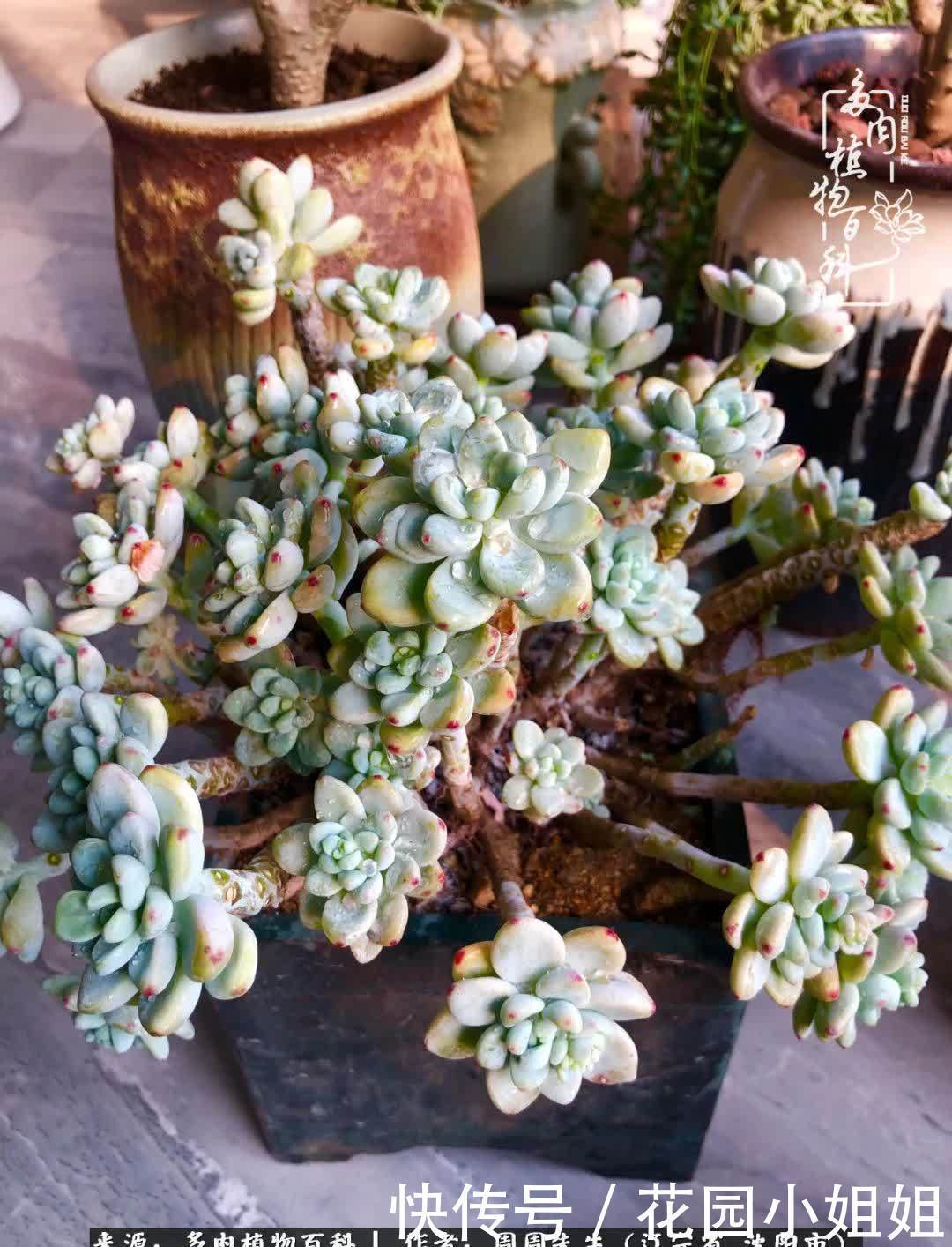 不羡鸳鸯不羡仙,只羡东北来春天!多肉冬去春来!