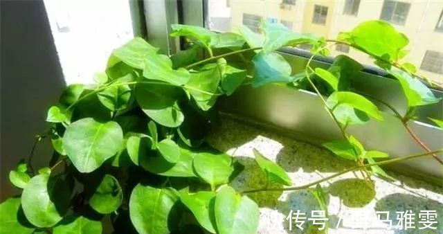 植物|藤三七应该怎么吃,有什么禁忌今天来科普一下