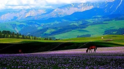 荒漠中“湿岛”西天山美如画，动植物王国，我看到雪豹啦！