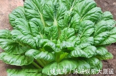 黑菜|农村一种野菜像“莲花座”,农民称它植物维生素,在城市广受追捧