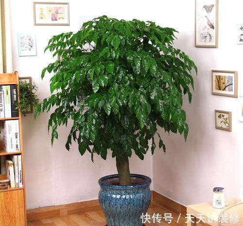 寓意美好的4种花,懂花的人都喜欢养几盆,好养好看真精神