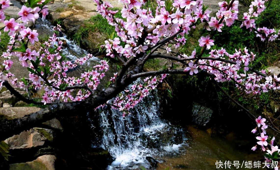 桃之夭夭 灼灼其华 烟花三月中 杭州一乡村将花香醉人 天合乐学帮助家长发现孩子的更多可能