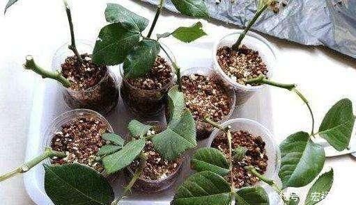 天气热,3种花适合扦插,温度越高生根越快,养护简单