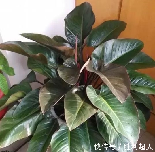 这款花卉养在家里,金黄灿灿,寓意吉祥富贵,是漂亮又好养的花