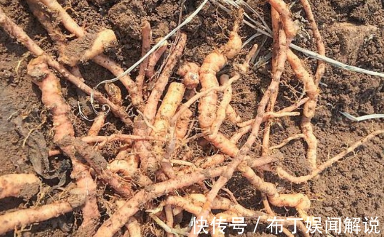 1种野花，开花漂亮，根是宝贝，山坡上就有，快看看你见过没