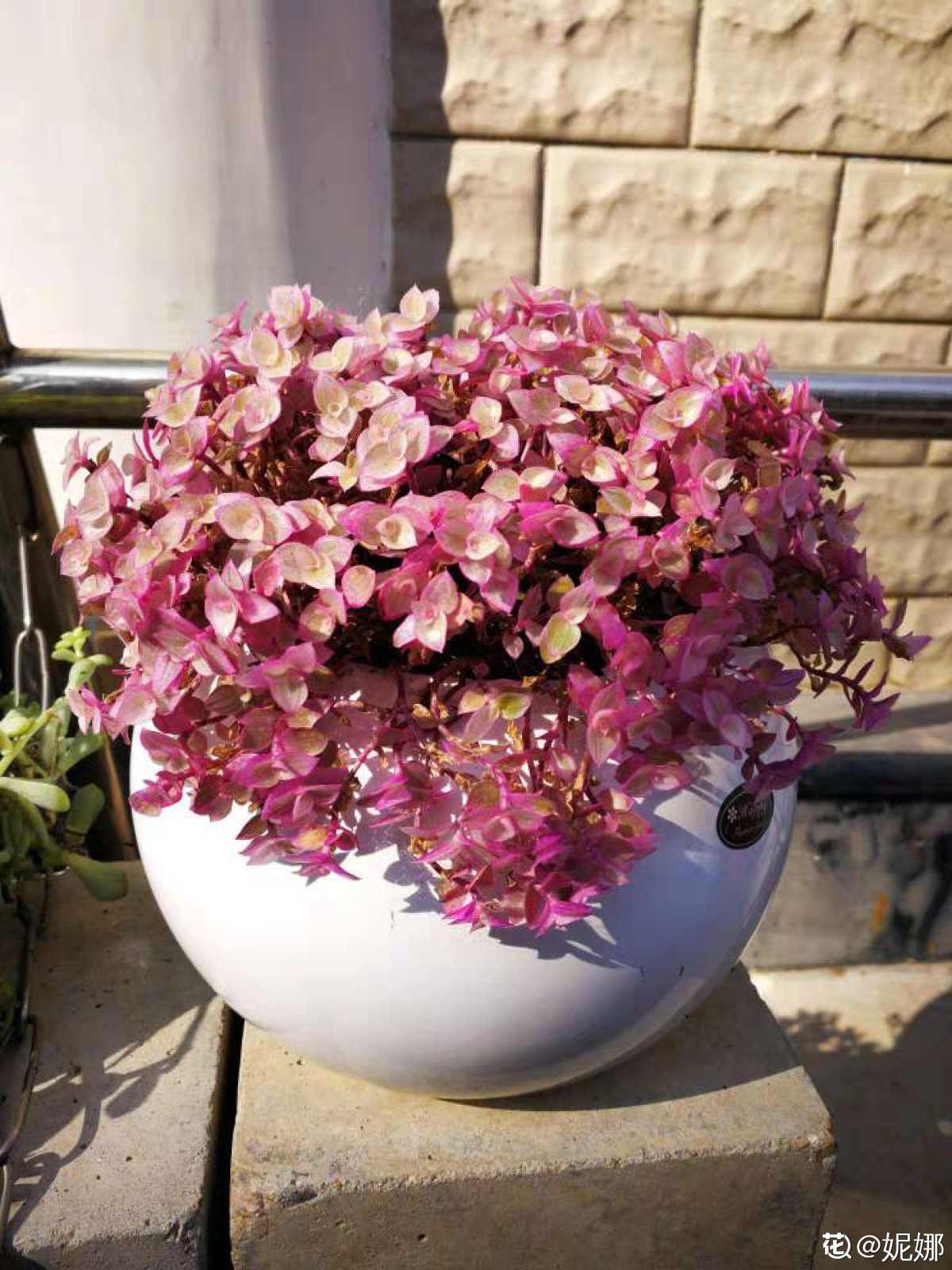 枯萎|一盆胭脂云，颜色粉嫩像“仙女”，秋天上色特好看