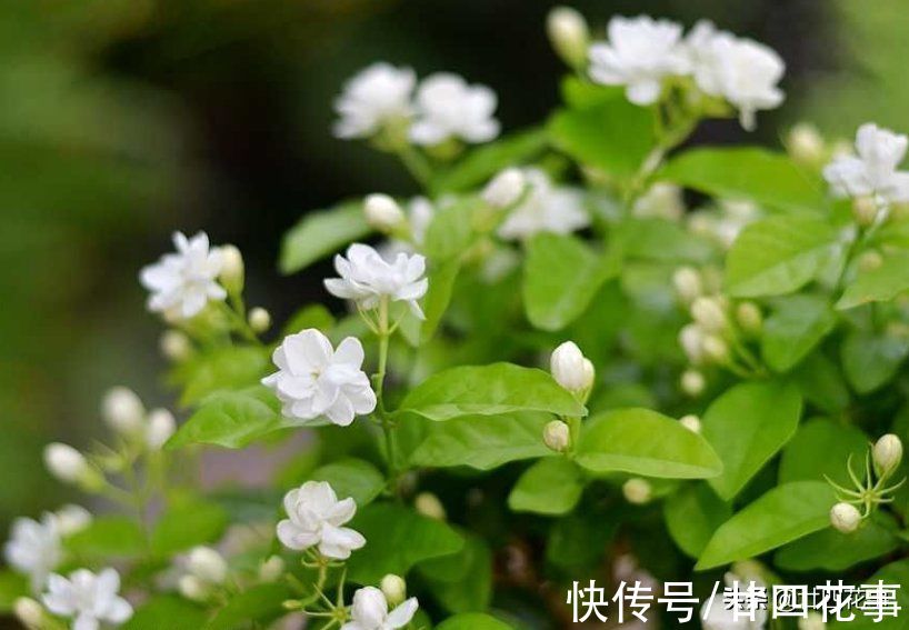 入冬后养茉莉,要“保守静养”,遵守2个规矩,不注意开春收空盆