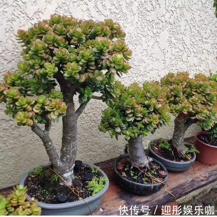 7种“漂亮花”,一个月不浇水,反而爱爆盆,越不管它越开花