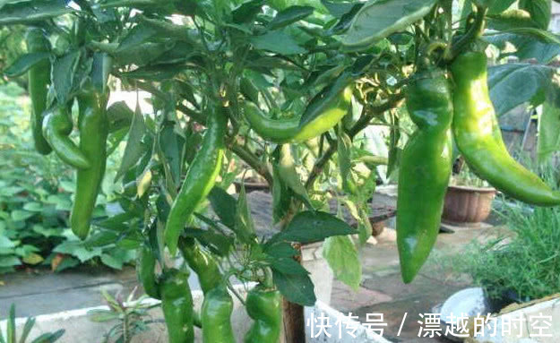 “5种菜”种阳台,漂亮又好养,吃了一茬又一茬,夏天不用出门买