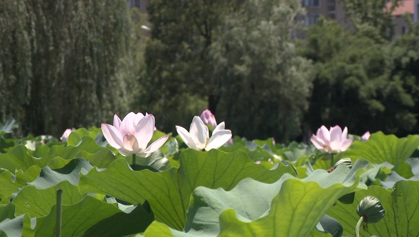 来袭|出梅即入小暑节气 高温来袭“冬病夏治”正当时