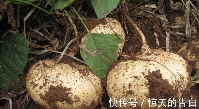 含有|很多人吃的一种蔬果,在市场上很受欢迎,但不知道它有剧毒