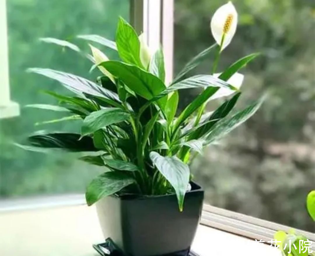 花卉|7种喜阴花，不能放在阳光下直晒，难怪容易出现黄叶枯萎