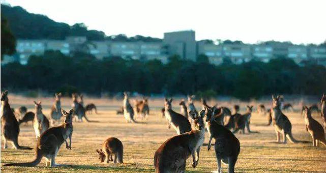 想不|澳大利亚人想不明白,袋鼠肉出口六十多个国家,为何中国人不爱吃