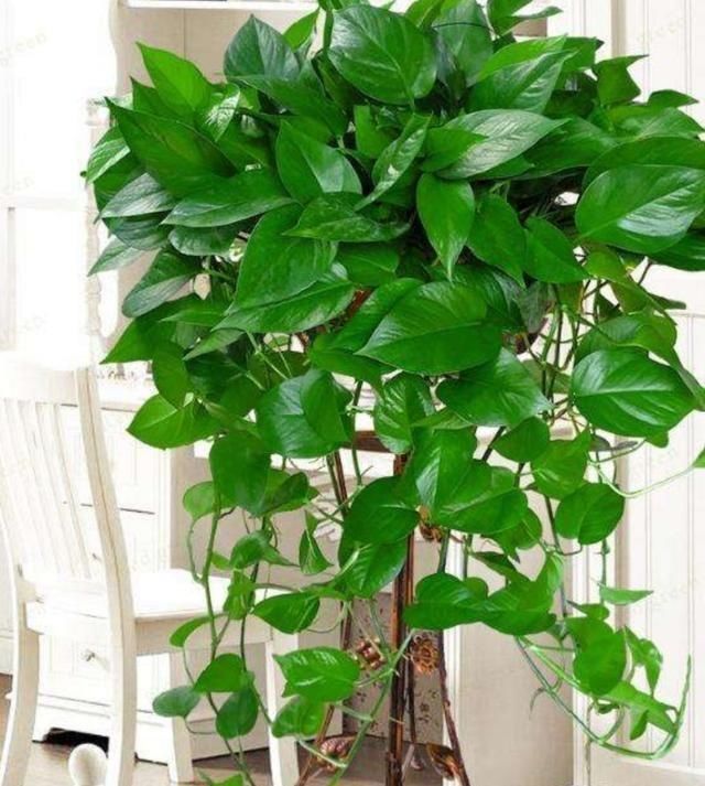 家里如果养这7种花,千万要记得少晒太阳它们喜阴