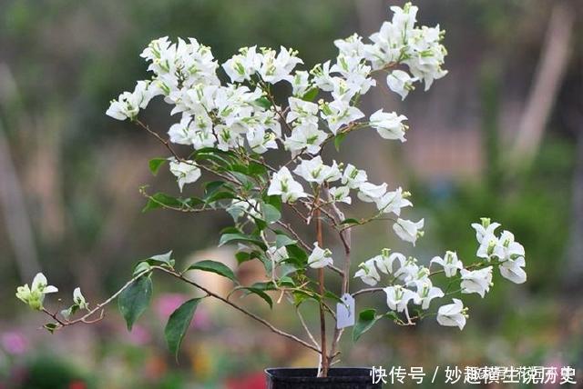 45种三角梅品种，红、橙、黄、绿、白、紫，每一种都很好看！