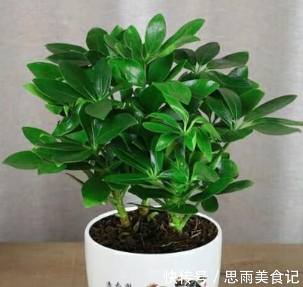 花卉|客厅养上4种花,家里财运亨通,寓意好,招财进宝,财气旺旺来!