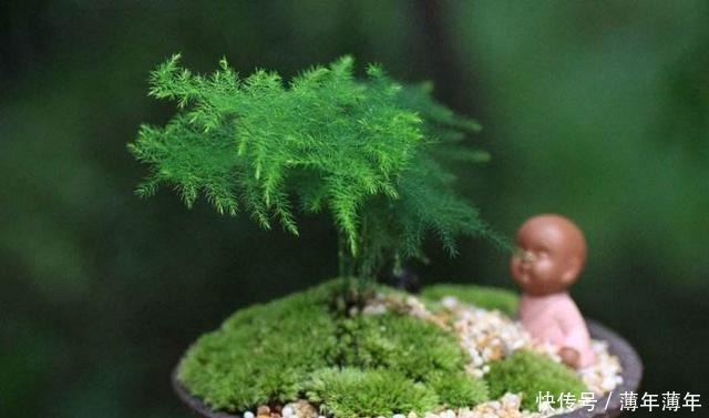 这几种花,再美也不要放屋内,来看看原因吧!