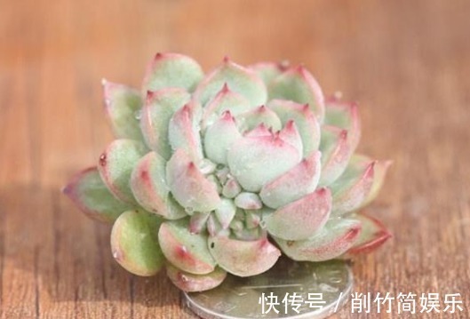 熊童子|多肉要想养爆盆,选对品种很重要!这些多肉超好养,分分钟养爆盆