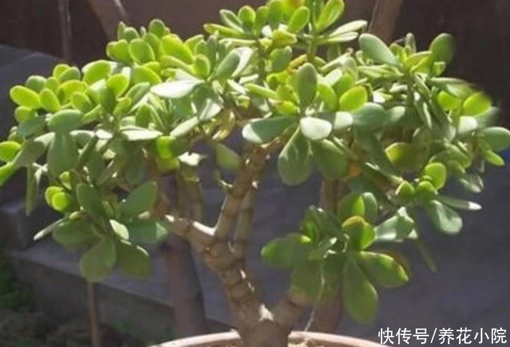 玉树|玉树开始生长，给它做好4件事，长得粗壮，养成老桩盆景