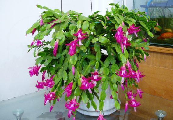 开花期|养殖蟹爪兰,做好4点,冬日开花叶子比花多