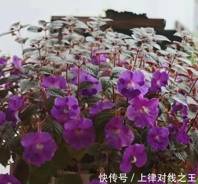 长筒花是“室内花量王者”,没光也能开爆盆,阳台党福音