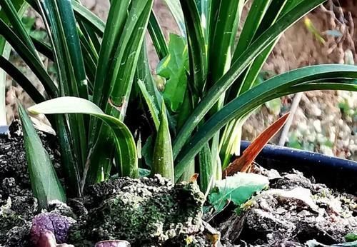 兰花叶子发黑如何补救?简单、有效、又安全的4招