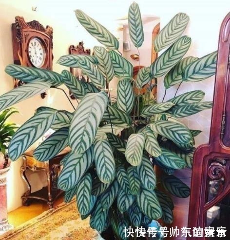 盘点10种耐阴花，北阳台照样生机勃勃，皮实好养有格调