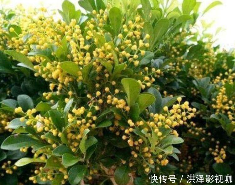 4款花卉常年开花不断，四季繁花似锦，花期一到开不停歇