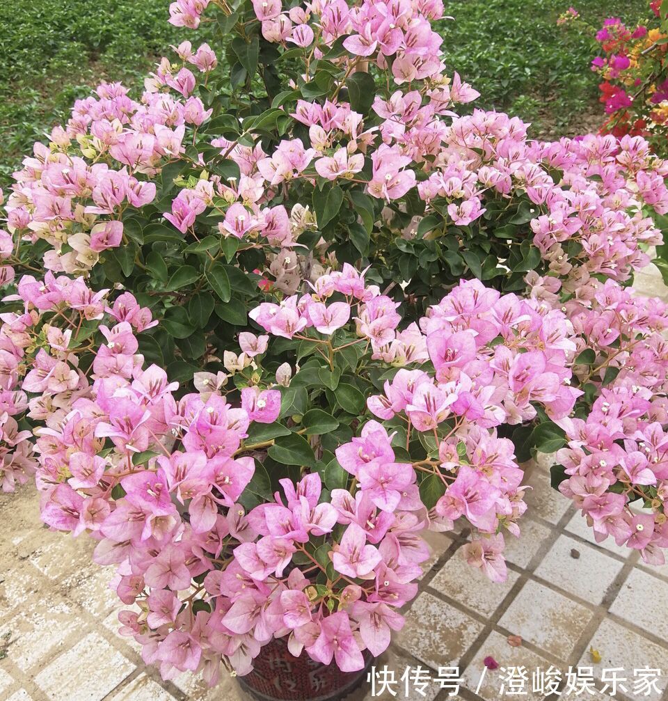 月季|养月季病虫害太多花匠推荐养“这种”花，不生病、花期150天