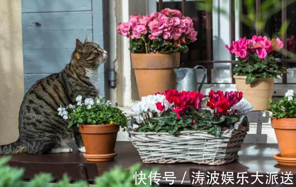 室内盆栽花草养不好掌握这4个实用方法 养花其实并不难 粉紫色