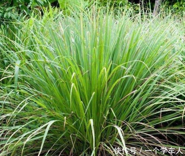 5种花好看又好养,叶片自带“香气”,每天闻一闻,提神又醒脑!