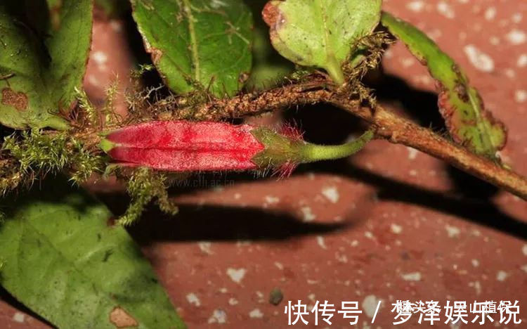 农村一种植物,人称“叶上花”,盆栽很漂亮,跌打损伤,胃疼可用