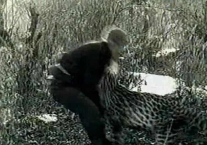 豹子@“活武松”何广位:生擒7只老虎,230只豹子,他比武二郎还厉害?