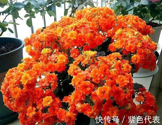 长寿花|立秋后，3种花要及时“翻盆”，不然影响“生长”和开花