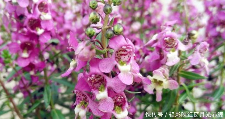 “4种花”是爆盆能手,懒人新手都能养好,美不胜收,开花百花园